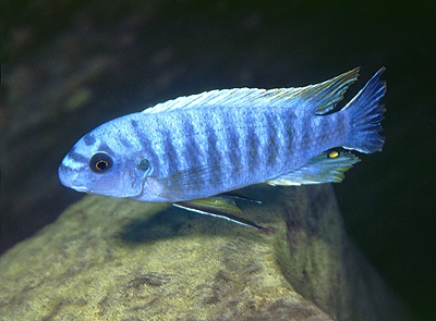 Labeotropheus trewavasae 'Chilucha Reef'